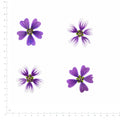 Pressed Flower Mallow, Purple and White beside a 180 mm ruler