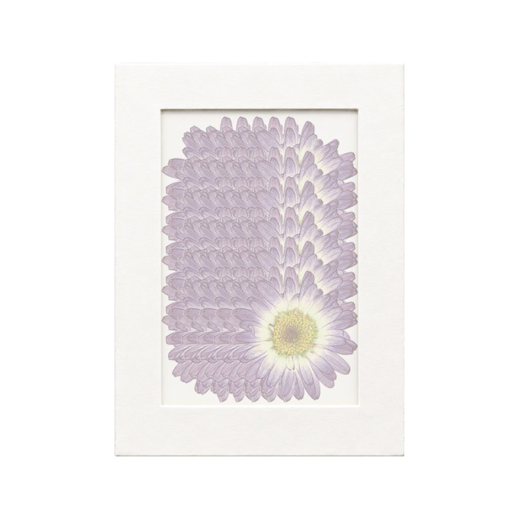 30 pressed Marguerite Daisy pieces in purple gradient beneath translucent tracing paper