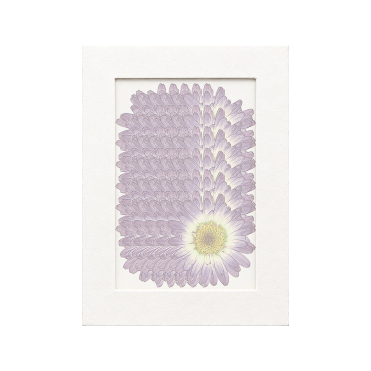 30 pressed Marguerite Daisy pieces in purple gradient beneath translucent tracing paper