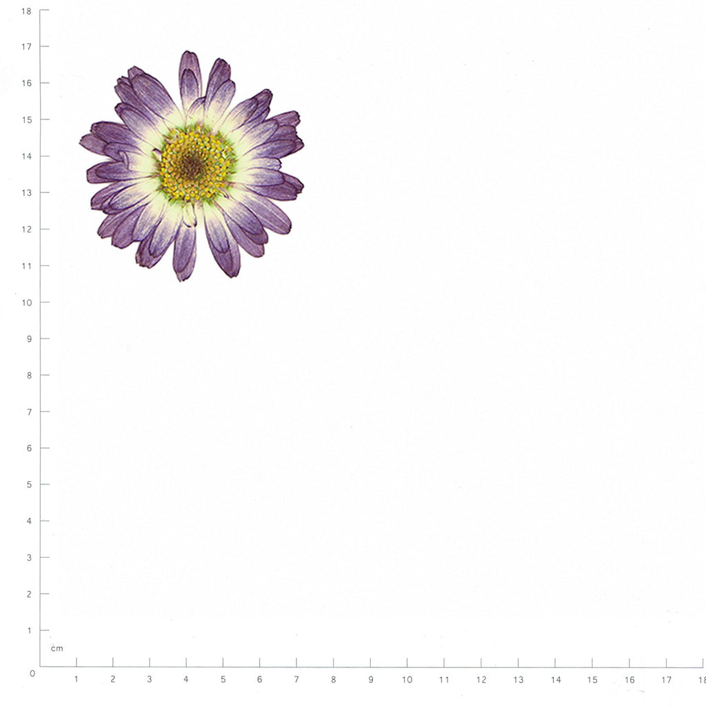 Pressed Marguerite Daisy specimens in purple gradient with their natural shape and texture