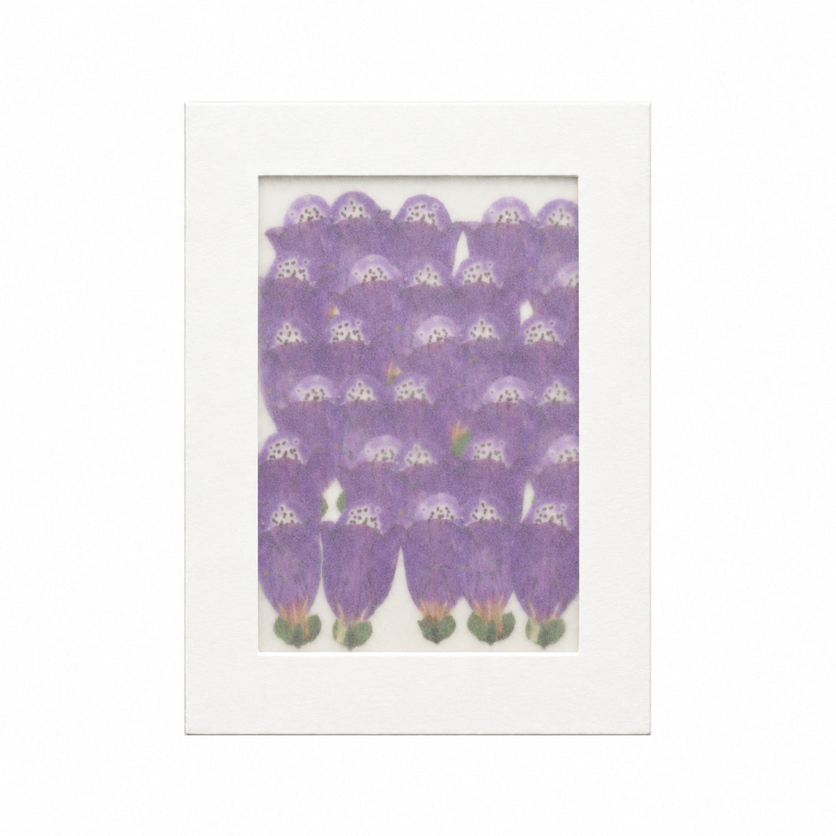 Pressed Flower Foxglove, Purple, 30 pieces in white kraft packaging beneath translucent tracing paper