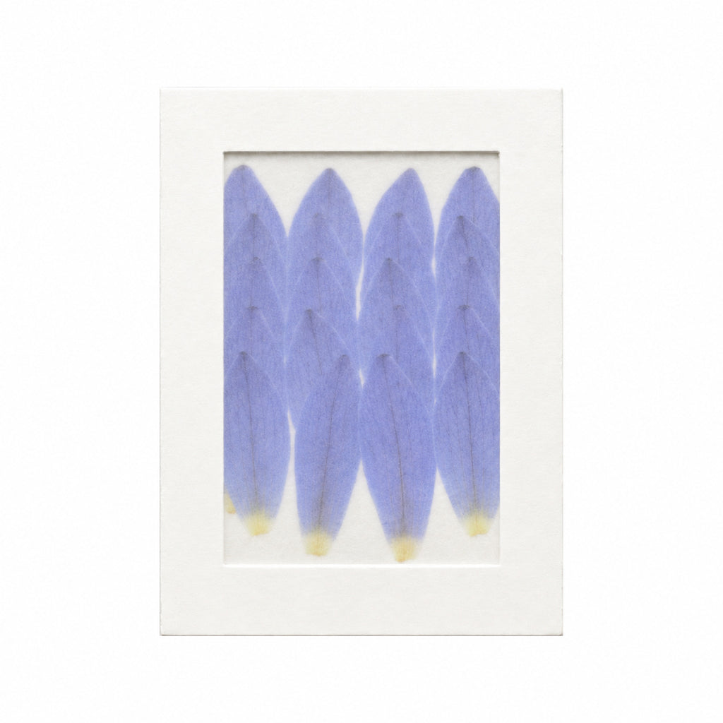 Pressed Water Lily Petals, Purple, 20 pieces in white kraft packaging beneath translucent tracing paper