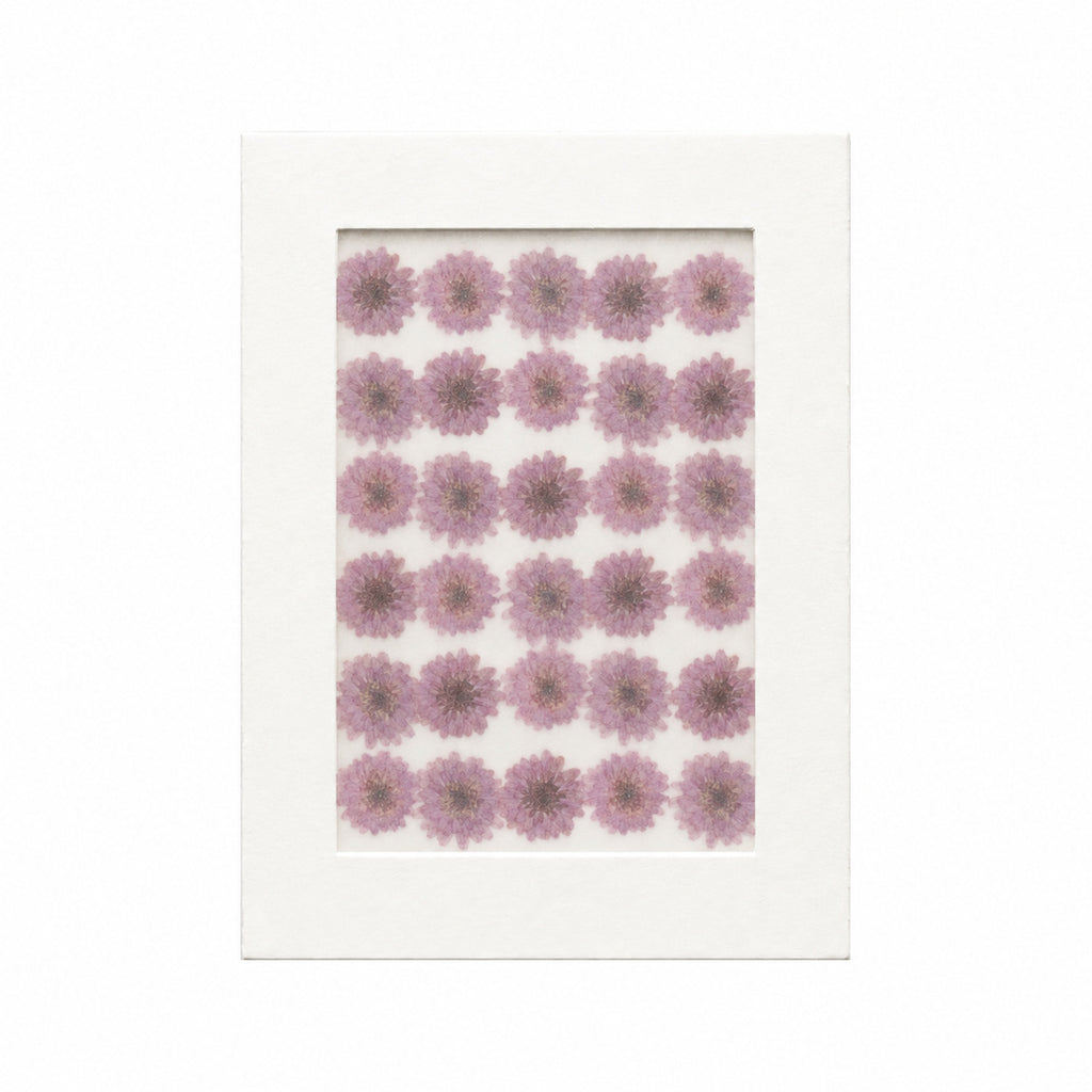 Pressed Flower Aster, Purple, 30 pieces in white kraft packaging beneath translucent tracing paper
