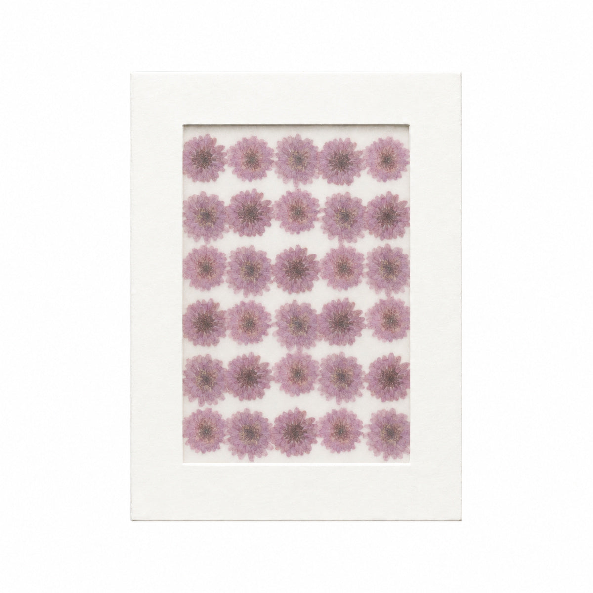 Pressed Flower Aster, Purple, 30 pieces in white kraft packaging beneath translucent tracing paper