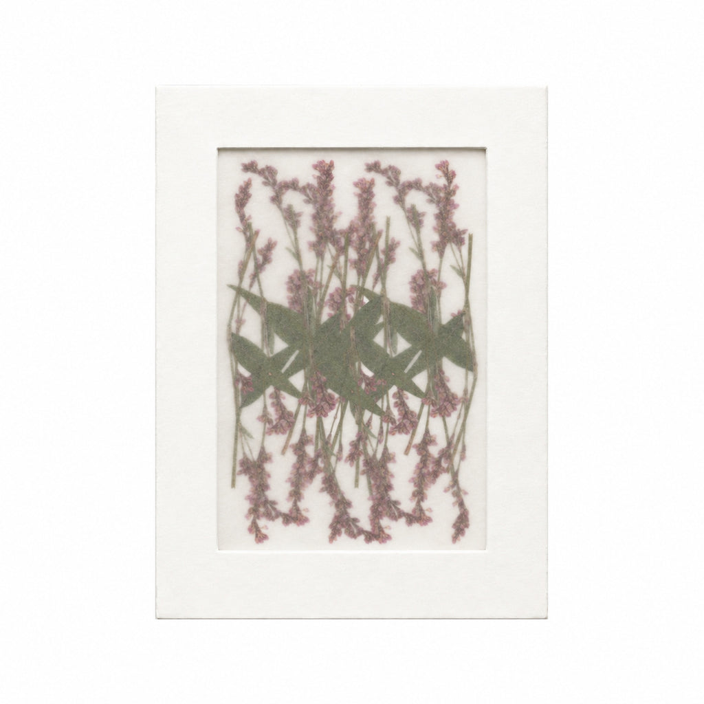 Pressed Flower Smartweed, Purple, 20 pieces in white kraft packaging beneath translucent tracing paper