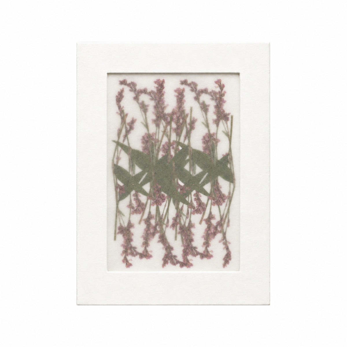 Pressed Flower Smartweed, Purple, 20 pieces in white kraft packaging beneath translucent tracing paper