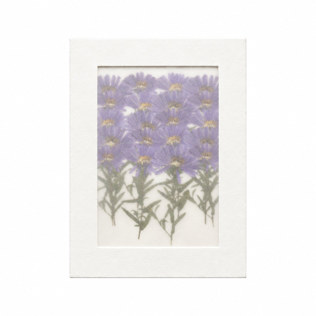 Pressed Flower Aster, Purple, 20 pieces in white kraft packaging beneath translucent tracing paper