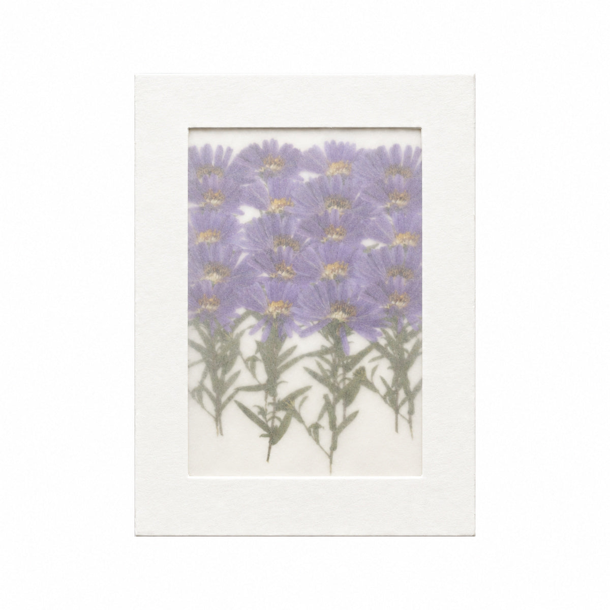 Pressed Flower Aster, Purple, 20 pieces in white kraft packaging beneath translucent tracing paper