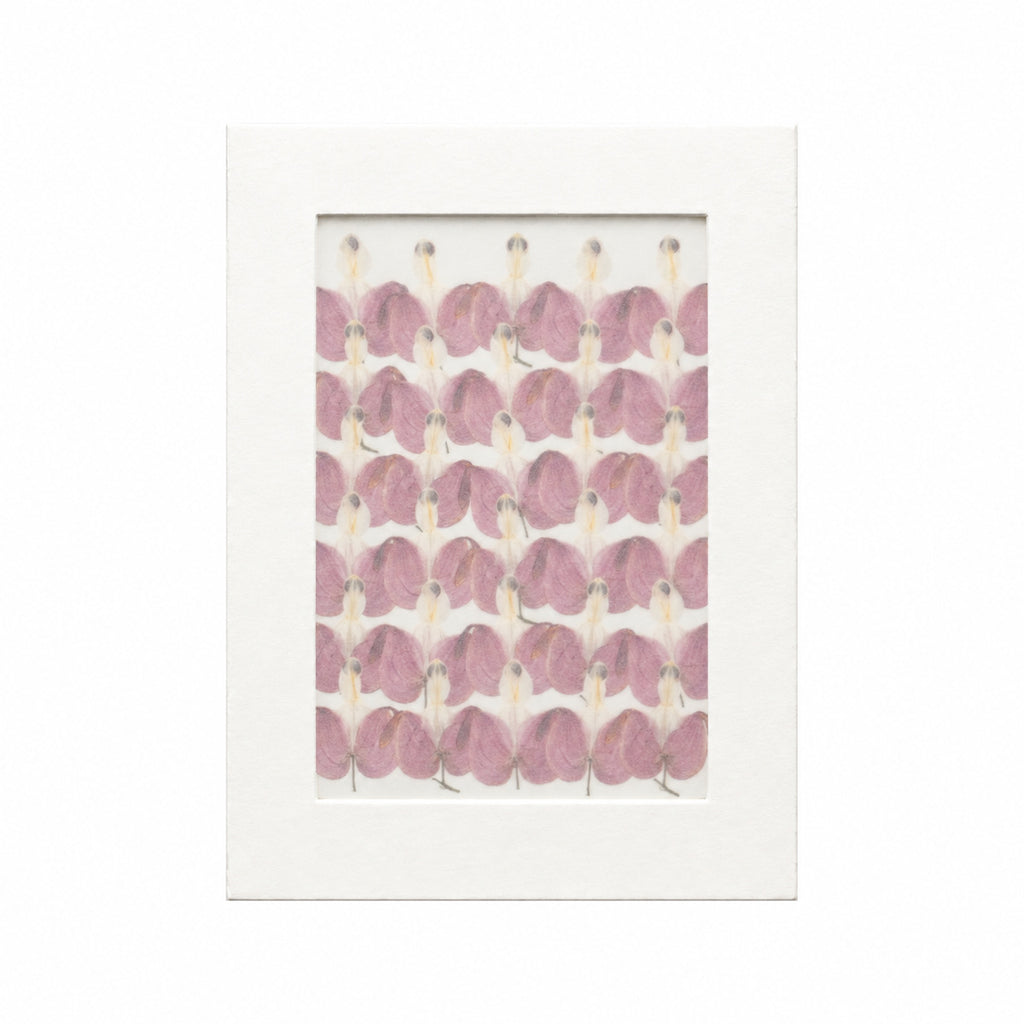 Pressed Flower Bleeding Heart, Purple, 30 pieces in white kraft packaging beneath translucent tracing paper
