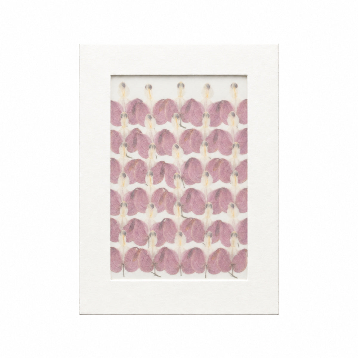 Pressed Flower Bleeding Heart, Purple, 30 pieces in white kraft packaging beneath translucent tracing paper