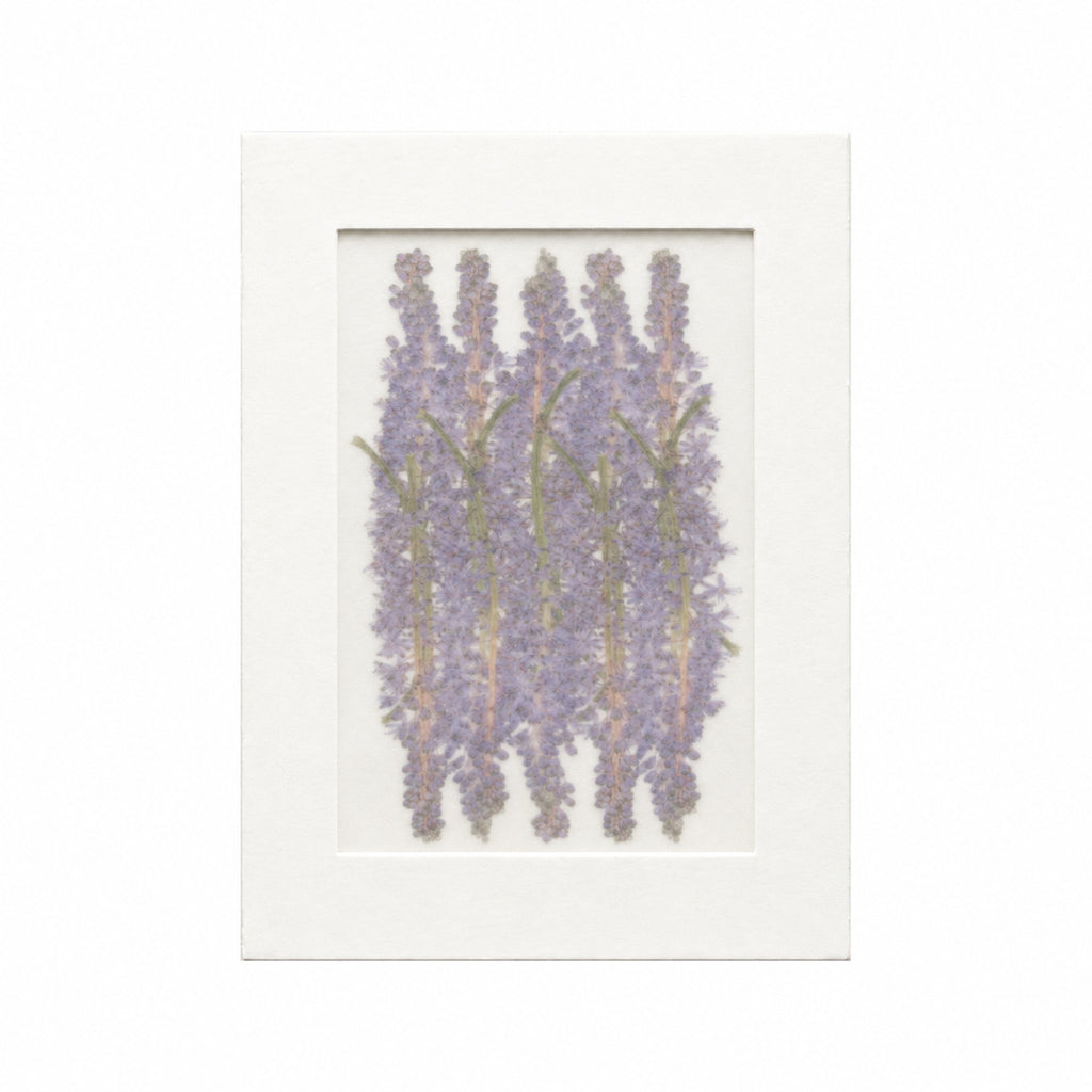 Pressed Flower Squill, Purple, 20 pieces in white kraft packaging beneath translucent tracing paper