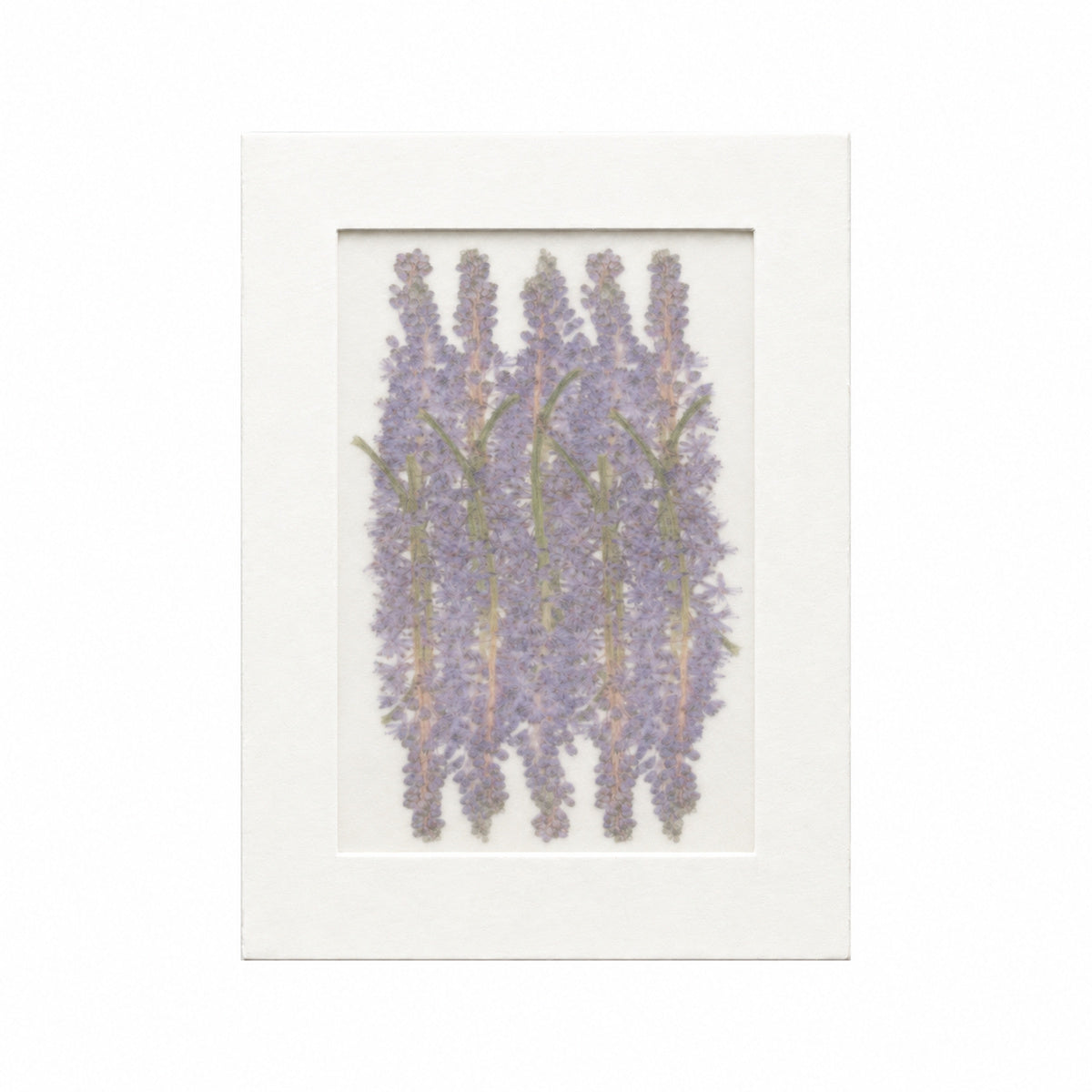 Pressed Flower Squill, Purple, 20 pieces in white kraft packaging beneath translucent tracing paper