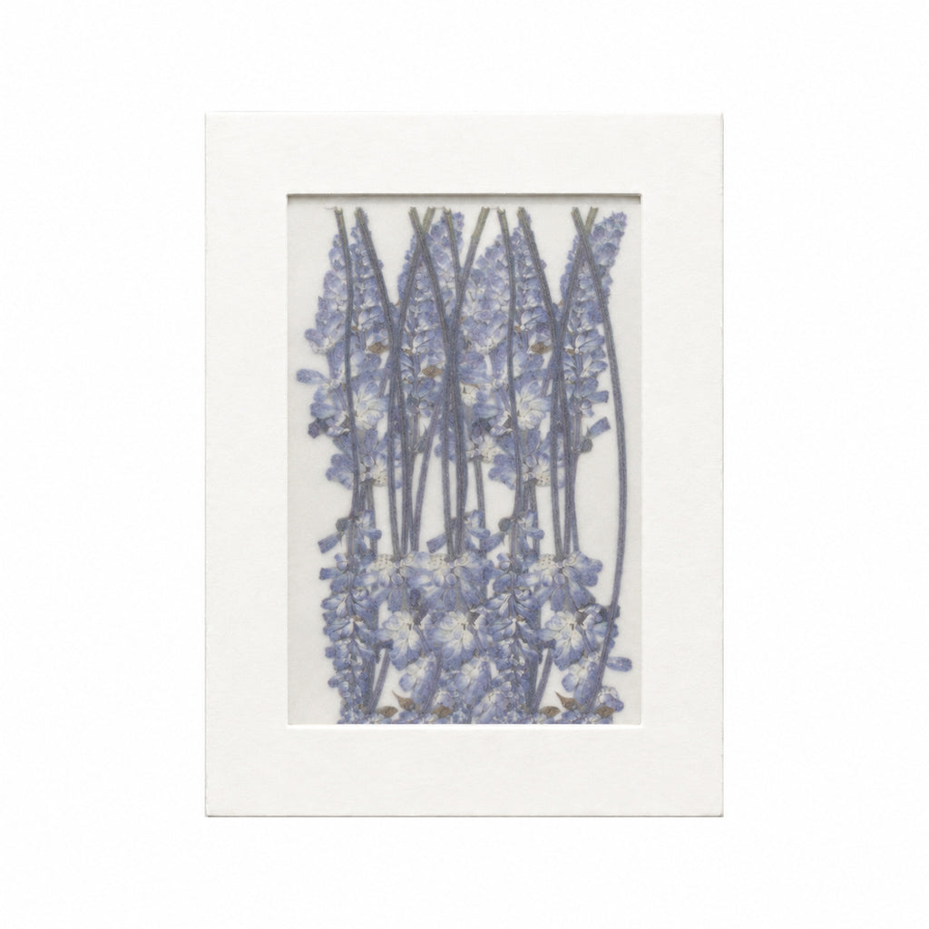 Pressed Flower Salvia, Purple, 20 pieces in white kraft packaging beneath translucent tracing paper