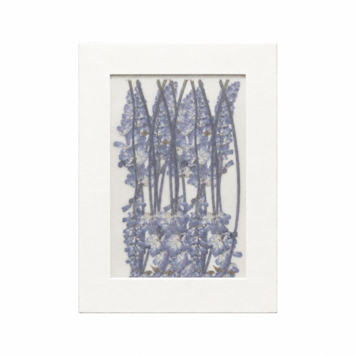 Pressed Flower Salvia, Purple, 20 pieces in white kraft packaging beneath translucent tracing paper