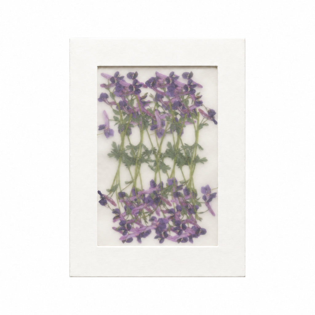 Pressed Flower Corydalis, Purple, 20 pieces in white kraft packaging beneath translucent tracing paper
