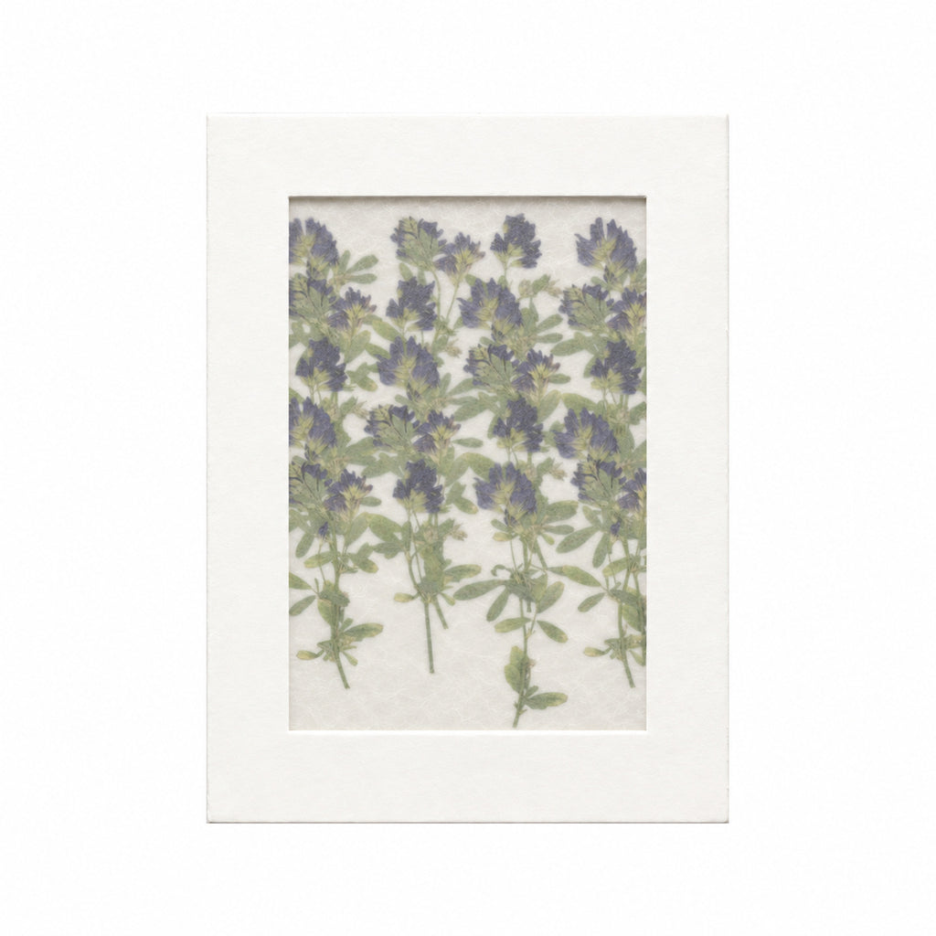 Pressed Flower Alfalfa, Purple, 20 pieces in white kraft packaging beneath translucent tracing paper