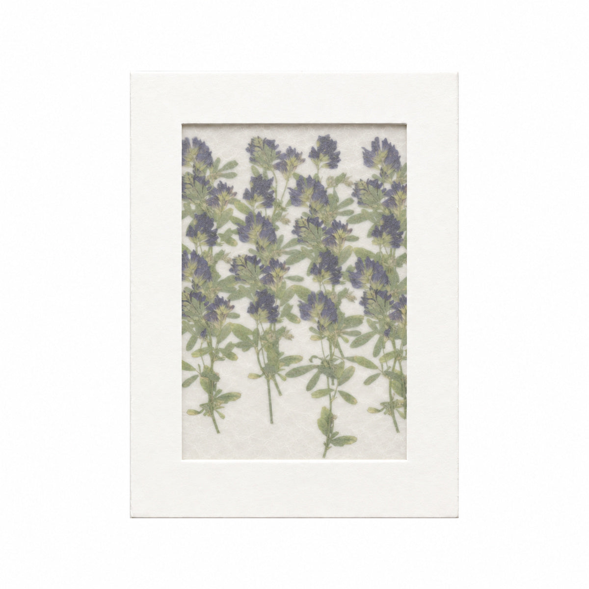 Pressed Flower Alfalfa, Purple, 20 pieces in white kraft packaging beneath translucent tracing paper