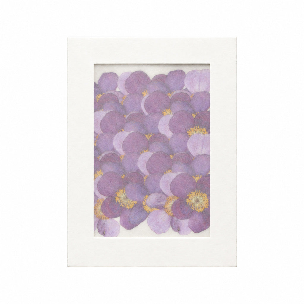 Pressed Flower Anemone, Purple, 30 pieces in white kraft packaging beneath translucent tracing paper
