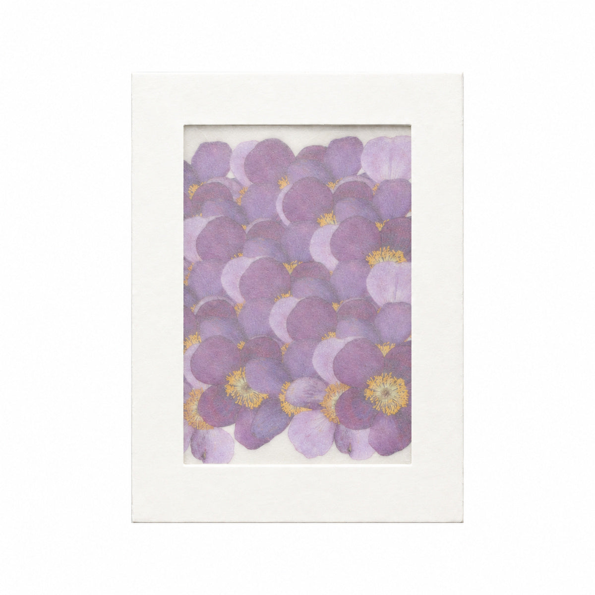 Pressed Flower Anemone, Purple, 30 pieces in white kraft packaging beneath translucent tracing paper