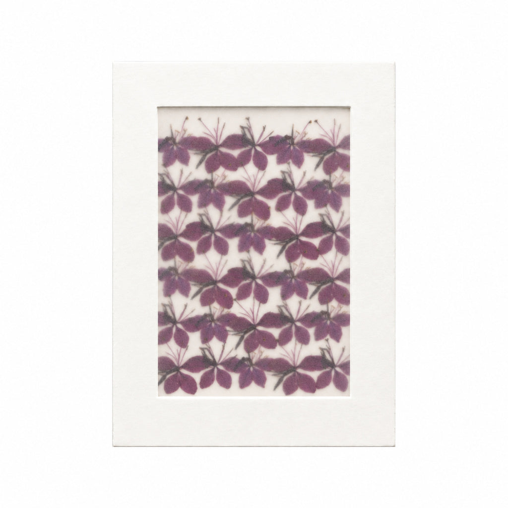 Pressed Flower Gaura, Purple, 30 pieces in white kraft packaging beneath translucent tracing paper