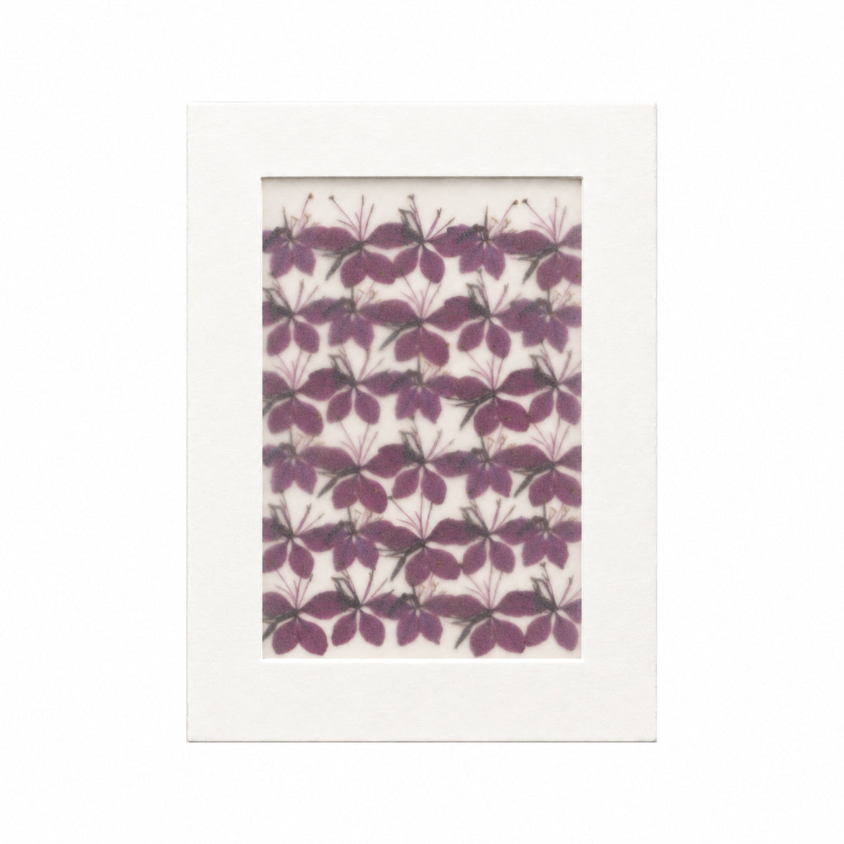 Pressed Flower Gaura, Purple, 30 pieces in white kraft packaging beneath translucent tracing paper