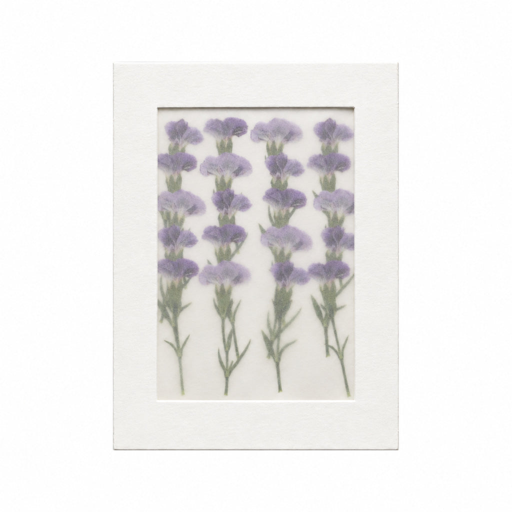 Pressed Flower Carnation, Purple, 20 pieces in white kraft packaging beneath translucent tracing paper