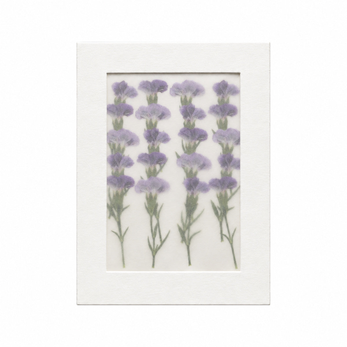 Pressed Flower Carnation, Purple, 20 pieces in white kraft packaging beneath translucent tracing paper