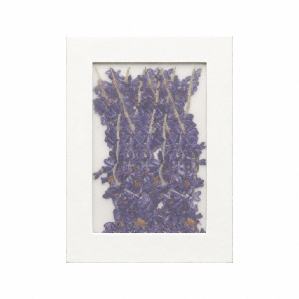 Pressed Flower Salvia, Purple, 20 pieces in white kraft packaging beneath translucent tracing paper