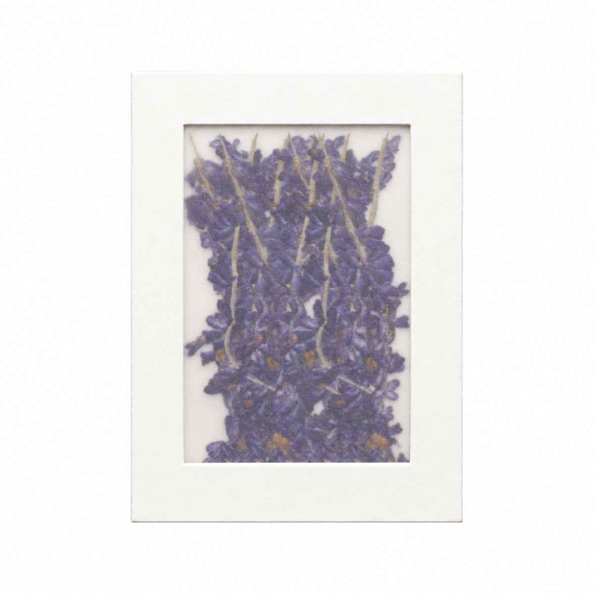 Pressed Flower Salvia, Purple, 20 pieces in white kraft packaging beneath translucent tracing paper