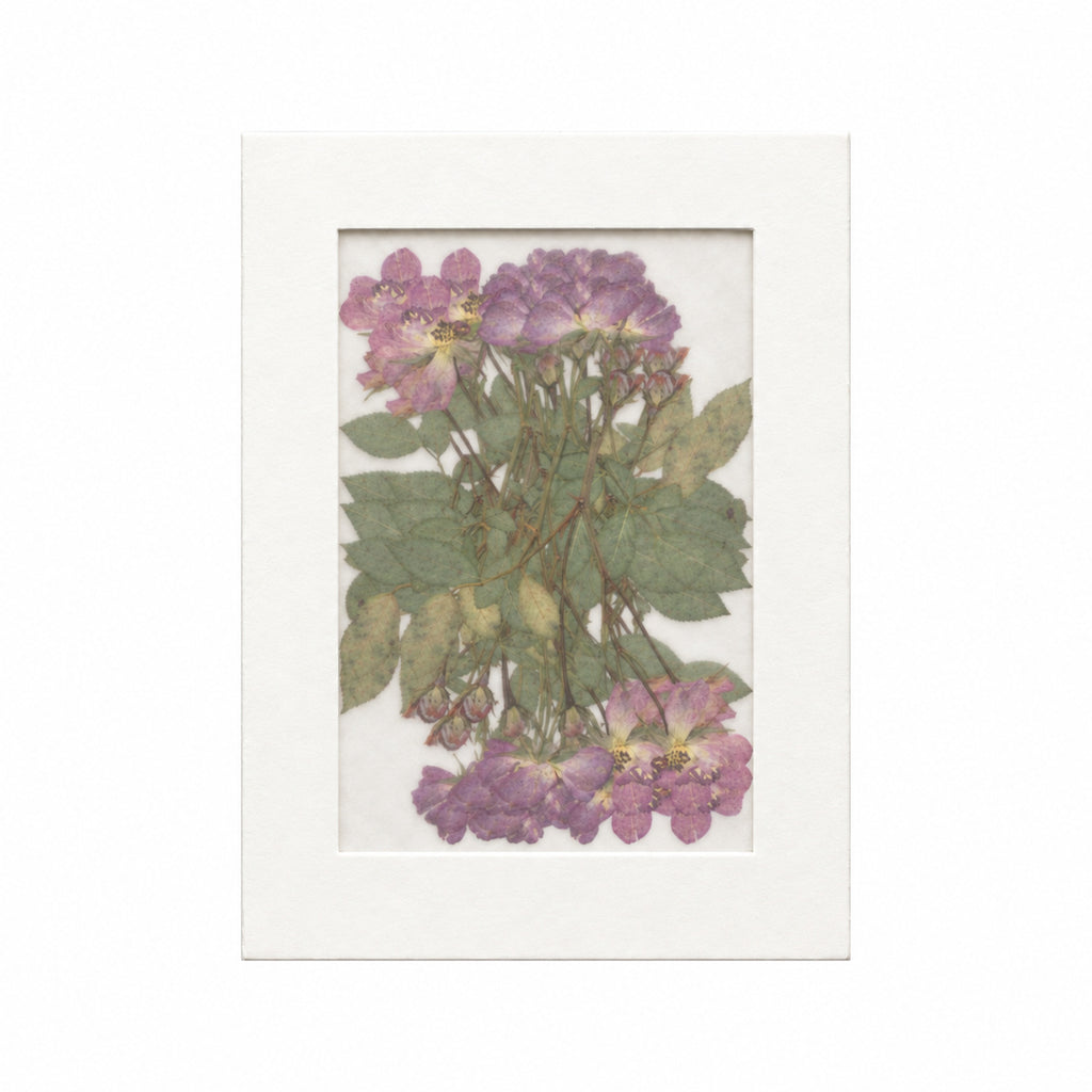 Pressed Flower Rose, Purple, 20 pieces in white kraft packaging beneath translucent tracing paper