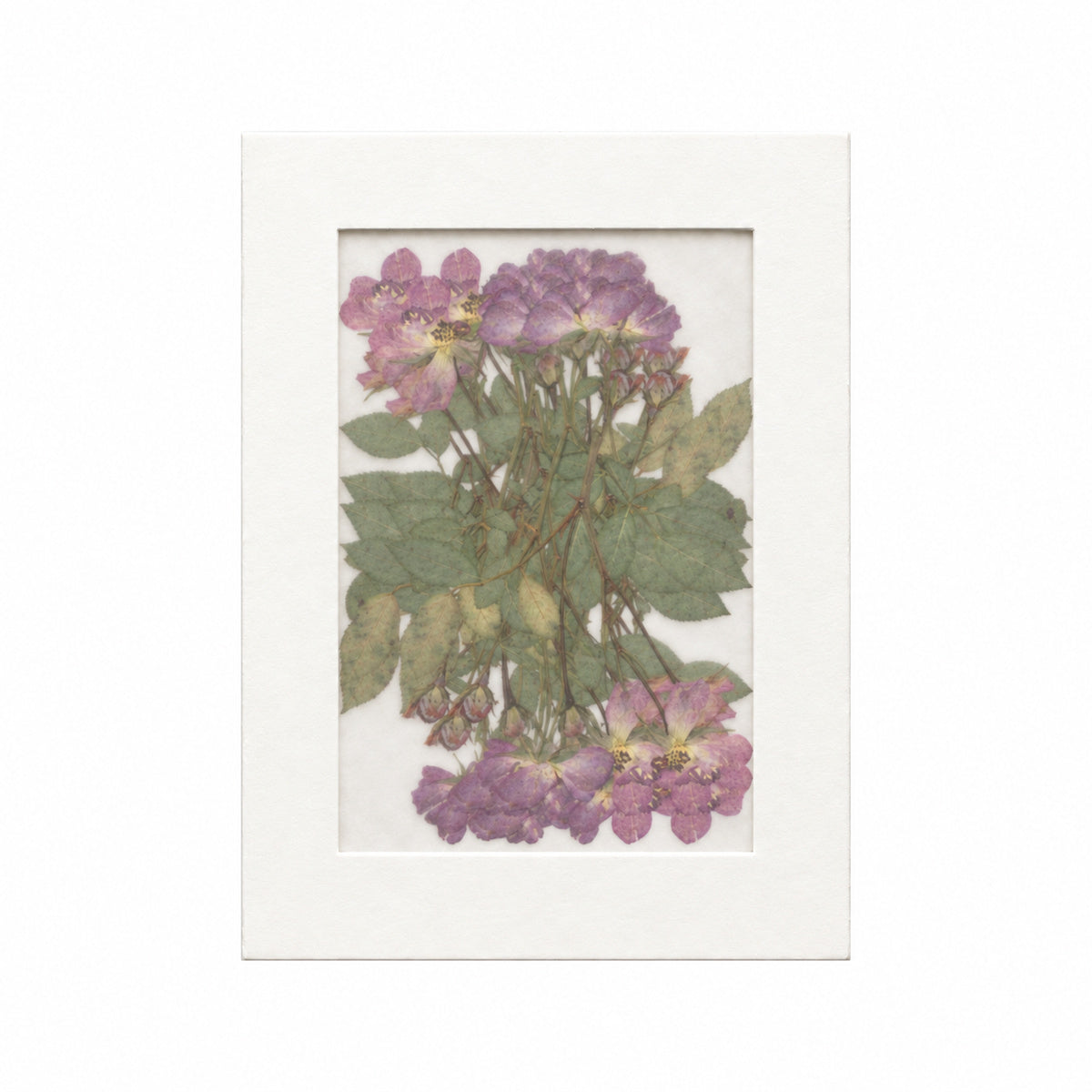 Pressed Flower Rose, Purple, 20 pieces in white kraft packaging beneath translucent tracing paper