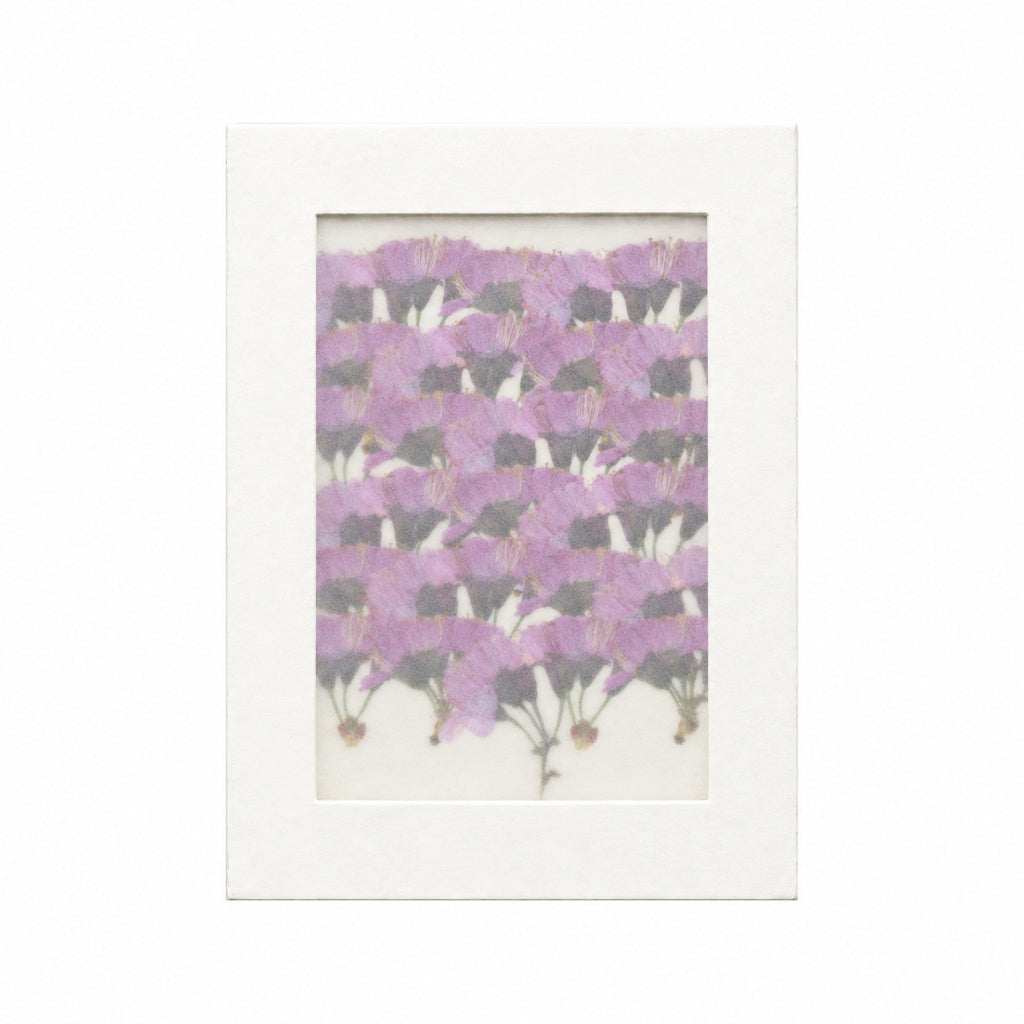 Pressed Flower Cherry Blossom, Purple, 30 pieces in white kraft packaging beneath translucent tracing paper