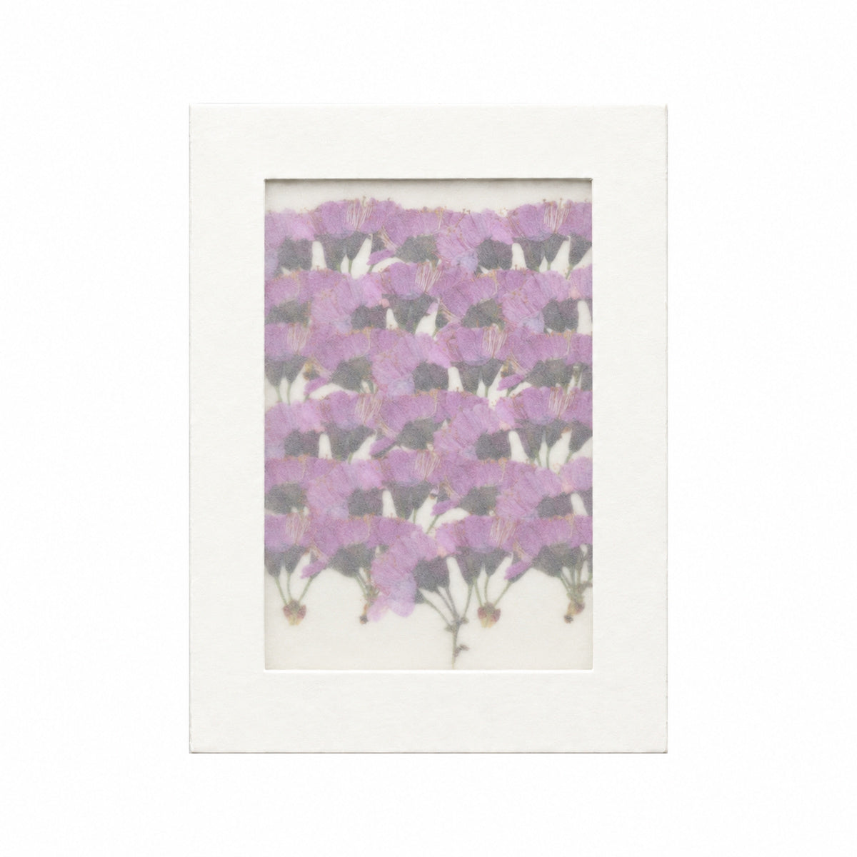 Pressed Flower Cherry Blossom, Purple, 30 pieces in white kraft packaging beneath translucent tracing paper