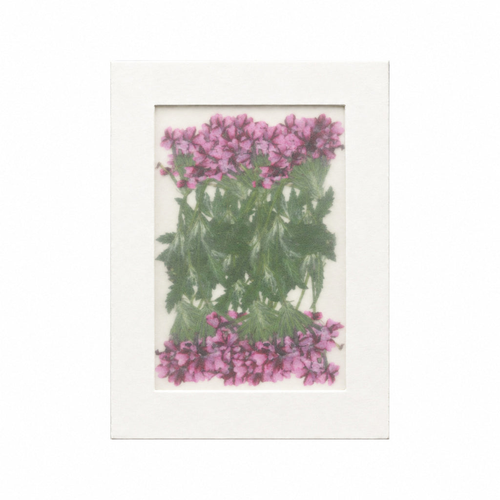 Pressed Flower Verbena, Purple, 20 pieces in white kraft packaging beneath translucent tracing paper