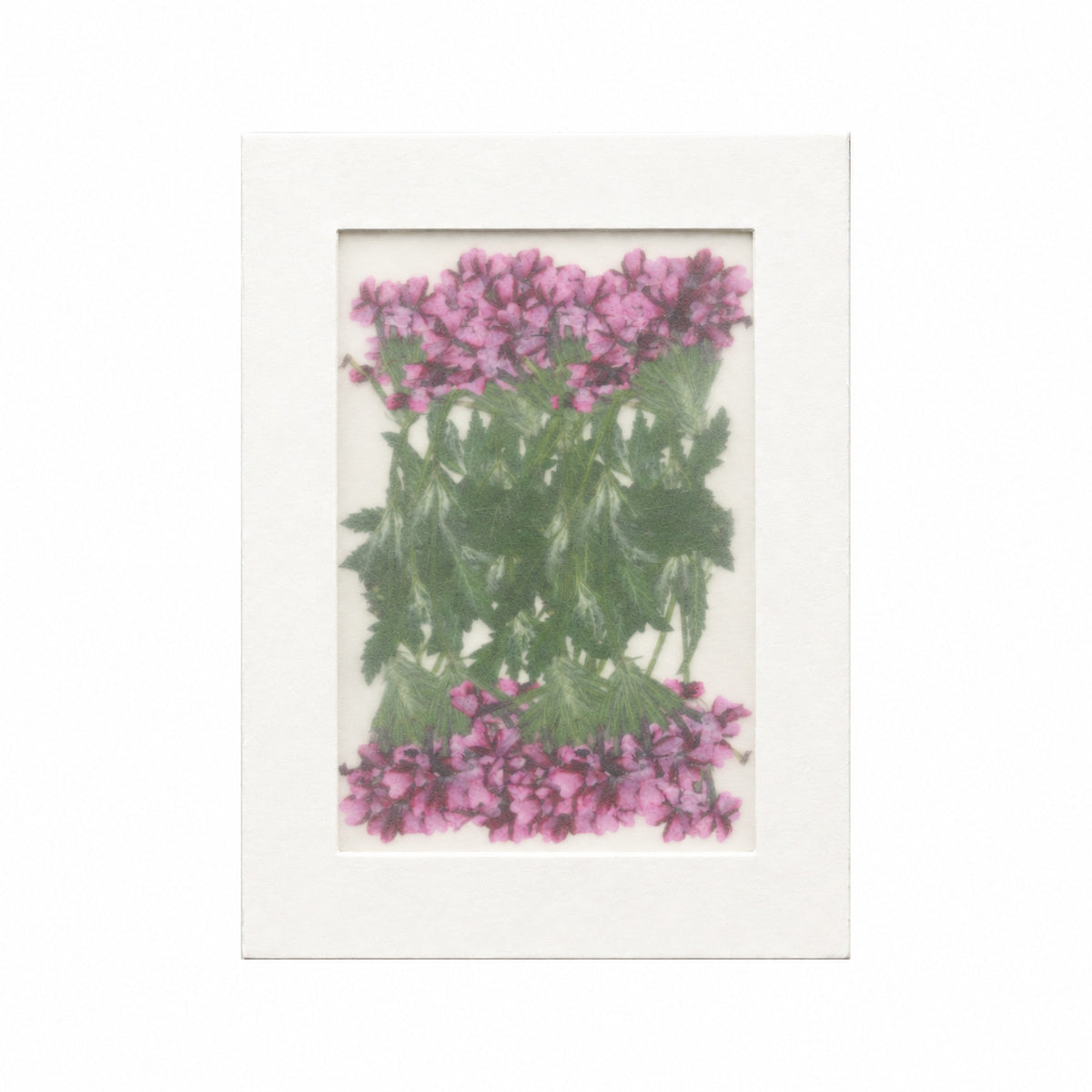 Pressed Flower Verbena, Purple, 20 pieces in white kraft packaging beneath translucent tracing paper
