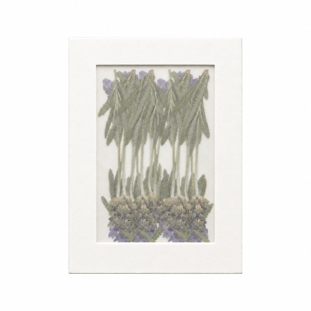 Pressed Flower Lavender, Purple, 20 pieces in white kraft packaging beneath translucent tracing paper
