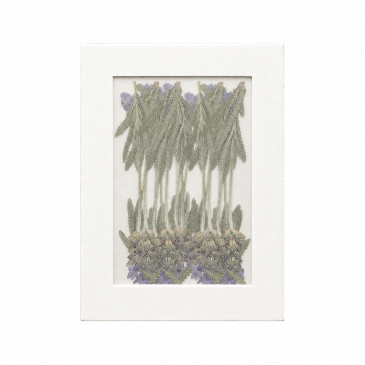 Pressed Flower Lavender, Purple, 20 pieces in white kraft packaging beneath translucent tracing paper