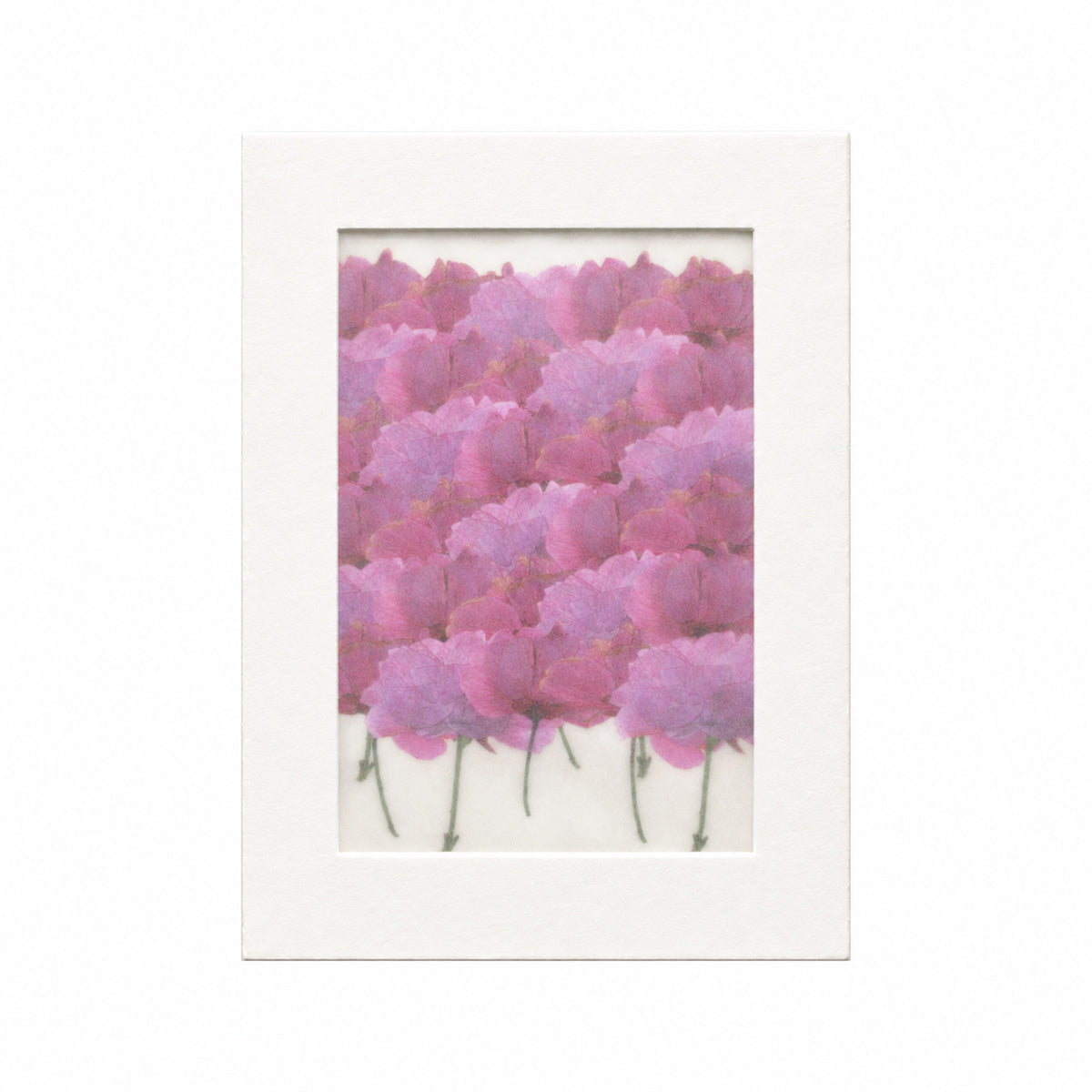 Pressed Flower Cosmos, Purple, 30 pieces in white kraft packaging beneath translucent tracing paper