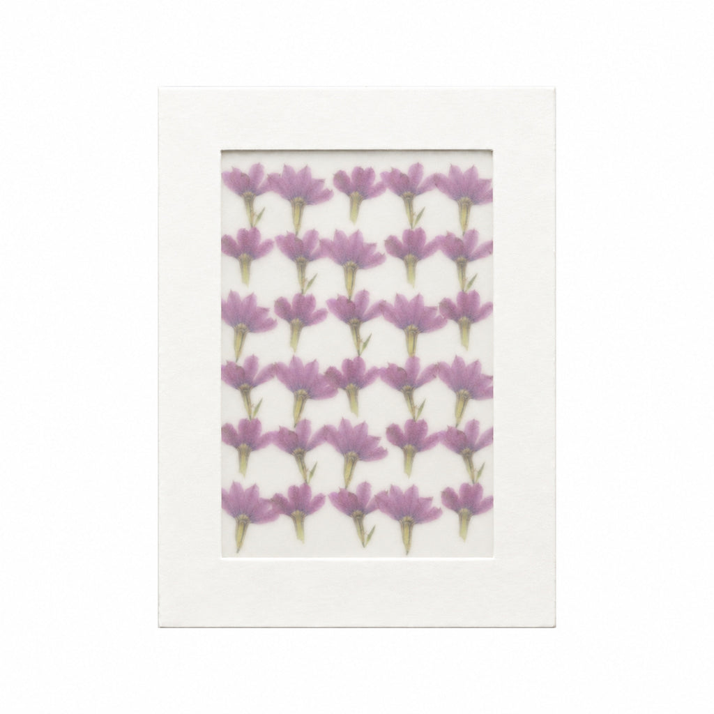 Pressed Flower Fan Flower, Purple, 30 pieces in white kraft packaging beneath translucent tracing paper