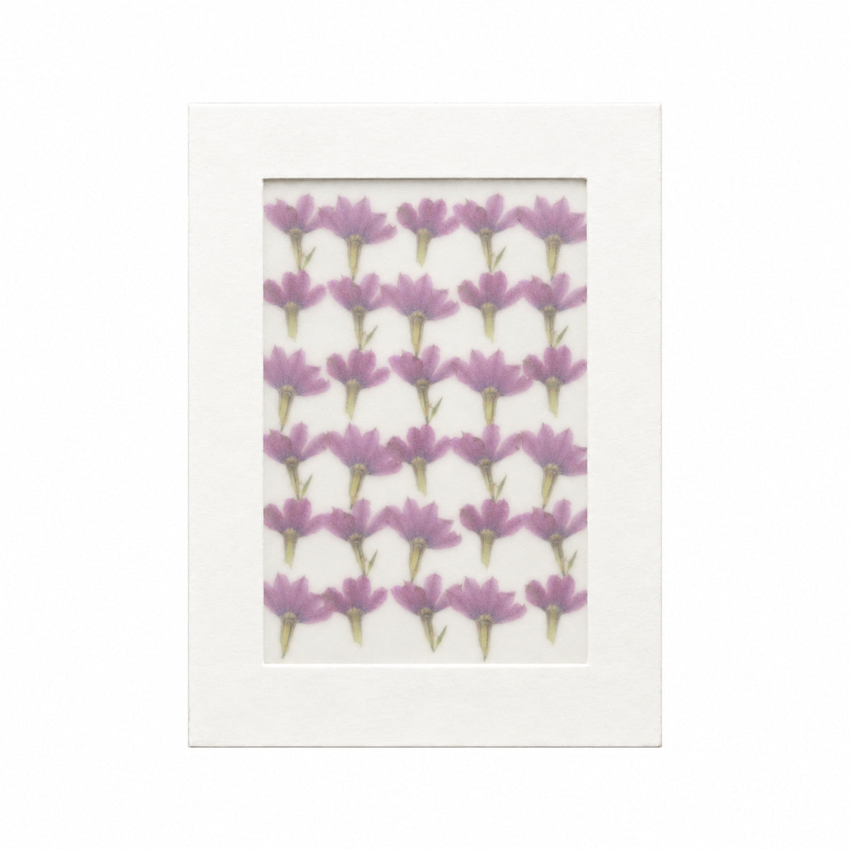 Pressed Flower Fan Flower, Purple, 30 pieces in white kraft packaging beneath translucent tracing paper