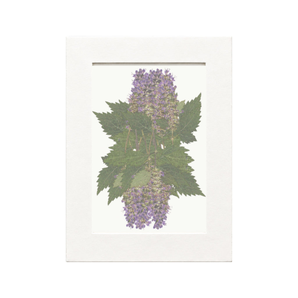 Pressed Korean Mint Flowers, Purple, 20 pieces in white kraft packaging beneath translucent tracing paper