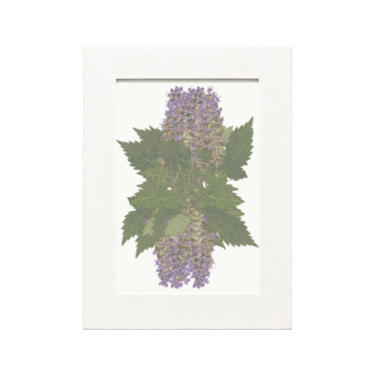 Pressed Korean Mint Flowers, Purple, 20 pieces in white kraft packaging beneath translucent tracing paper