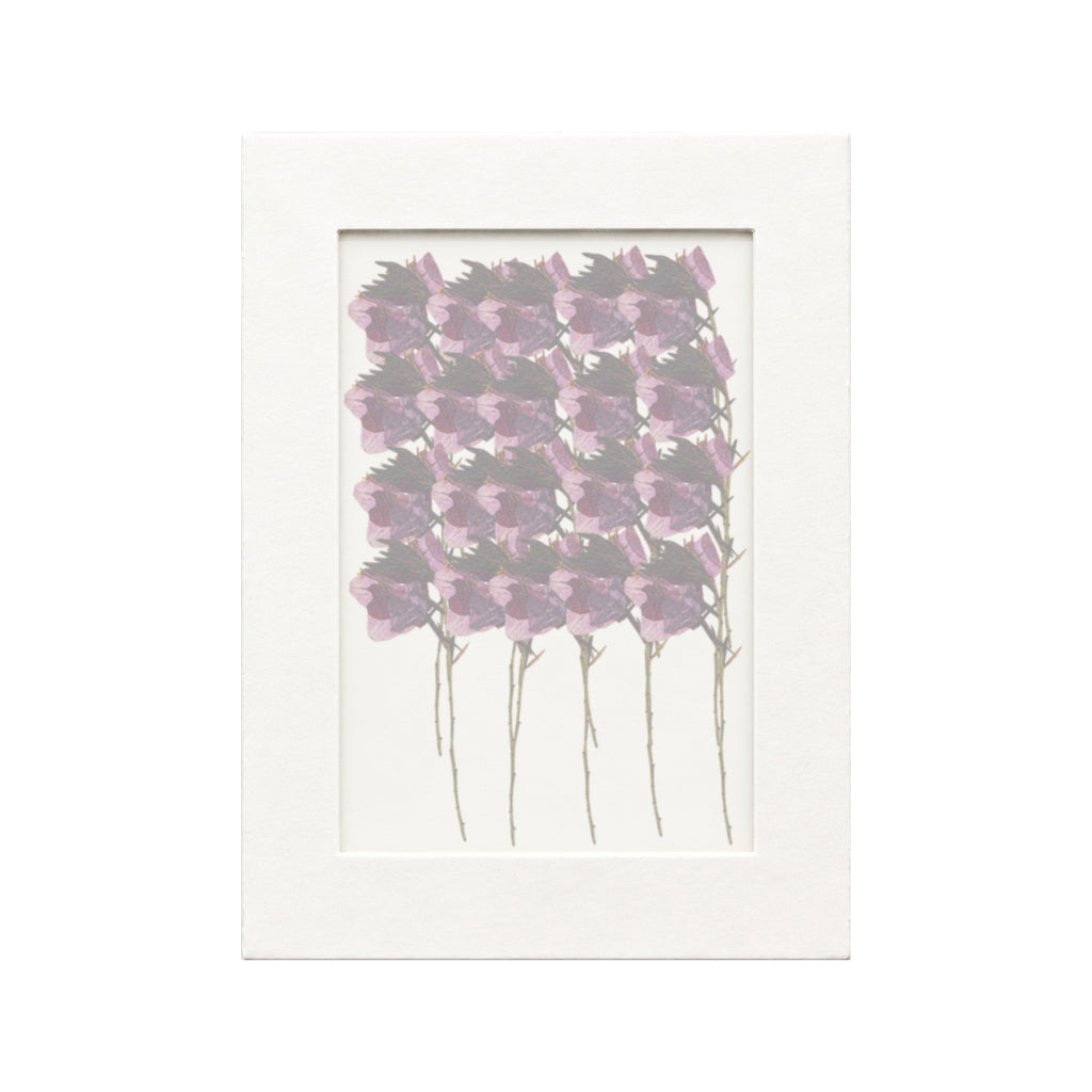 20 pressed Gaura stems in purple beneath translucent tracing paper