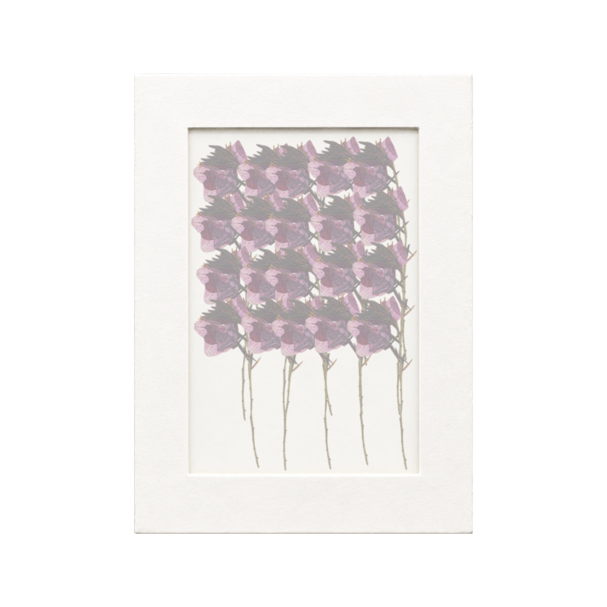 20 pressed Gaura stems in purple beneath translucent tracing paper
