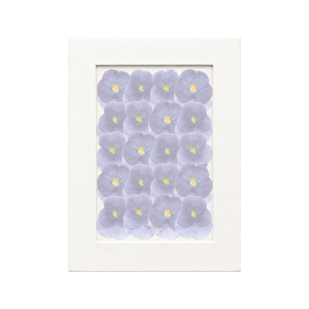 20 pressed Viola pieces in purple beneath translucent tracing paper