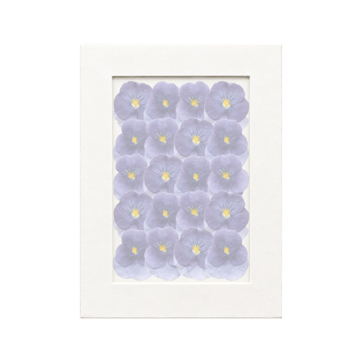 20 pressed Viola pieces in purple beneath translucent tracing paper
