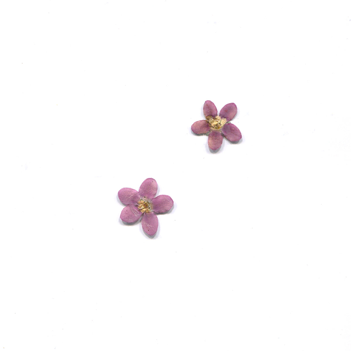 Natural purple blue star flower heads on a white background