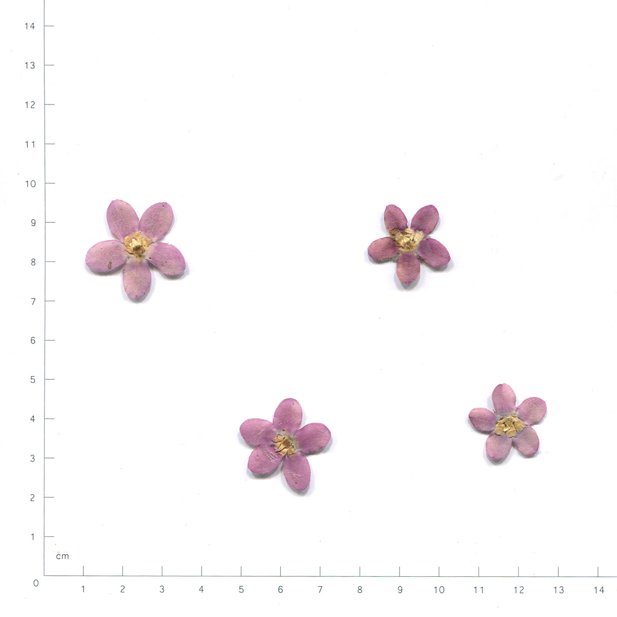 Natural purple blue star flower heads beside a measurement scale