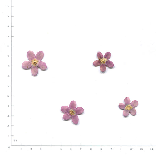 Natural purple blue star flower heads beside a measurement scale
