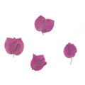 Natural purple bougainvillea bracts on a white background
